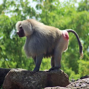 Hamadryas Baboon (Papio hamadryas)