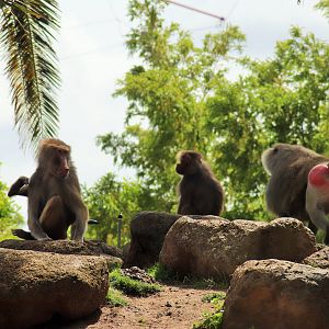Hamadryas Baboon (Papio hamadryas)