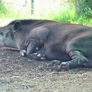 'Arturo' the Brazilian Tapir  (Tapirus terrestris)