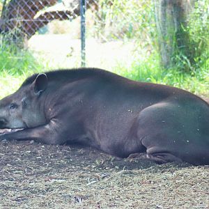 'Arturo' the Brazilian Tapir (Tapirus terrestris)