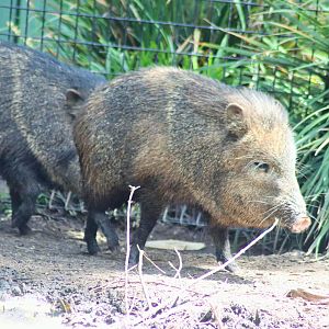 Collared Peccary (Pecari tajacu)