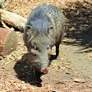 Collared Peccary (Pecari tajacu)