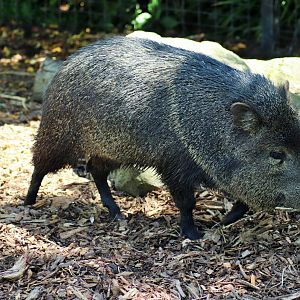 Collared Peccary (Pecari tajacu)