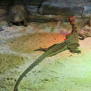 Philippine Sailfin Lizard (Hydrosaurus pustulatus)