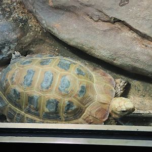 Elongated Tortoise (Indotestudo elongata)