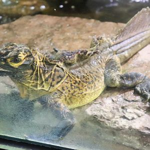 Philippine Sailfin Lizard (Hydrosaurus pustulatus)