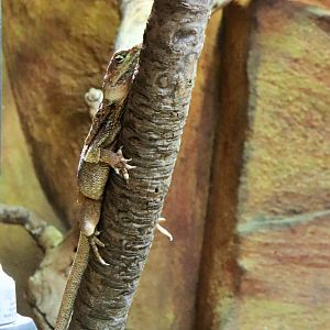 Frilled-necked Lizard (Chlamydosaurus kingii)