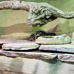 Eastern Diamondback Rattlesnake (Crotalus adamanteus)