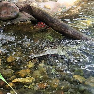 Philippine crocodile (Crocodylus mindorensis)