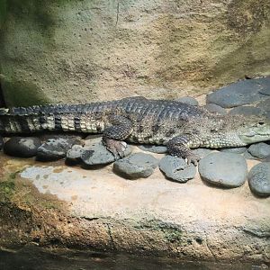 Stone Country Freshwater Crocodile (Crocodylus johnstoni)