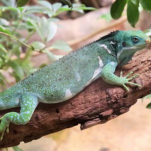 Fijian Crested Iguana (Brachylophus vitiensis)