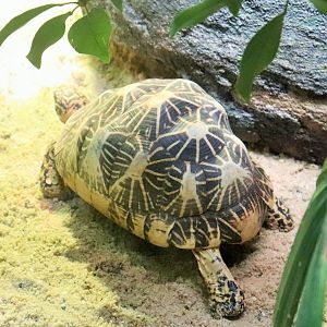 Star Tortoise (Geochelone elegans)