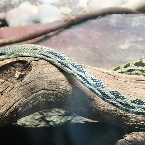 Taiwan Beauty Snake (Orthriophis taeniurus)