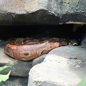 Blood Python (Python brongersmai)