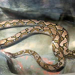 Reticulated Python (Python reticulatus)