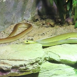 Coastal Taipan (Oxyuranus scutellatus)