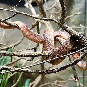 Brown Tree Snake (Boiga irregularis)