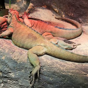 Rhinoceros Iguana (Cyclura cornuta)