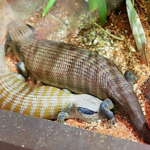 Centralian Blue-tongue (Tiliqua multifasciata)