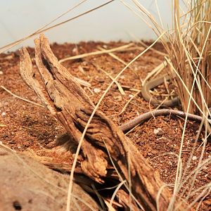 Striped Legless Lizard (Delma impar)