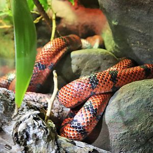 Honduran Milk Snake (Lampropeltis triangulum hondurensis)