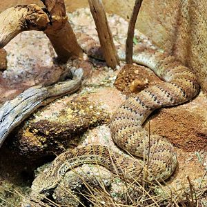 Common Death Adder (Acanthophis antarcticus)