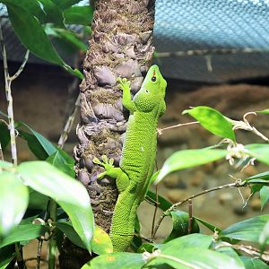 Madagascan Giant Day Gecko (Phelsuma grandis)