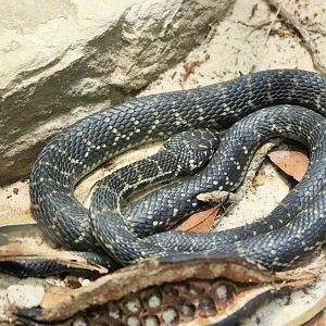 Broad-headed Snake (Hoplocephalus bungaroides)