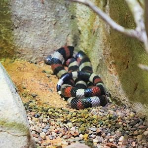 Pueblan Milk Snake (Lampropeltis triangulum campbelli)