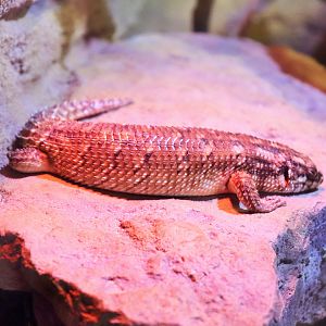 Hosmer's skink (Egernia hosmeri)