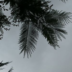 RIP, Fern-leaved acacia, December 2018