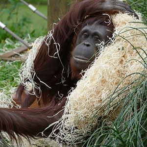 Mali, Bornean orangutan, December 2018