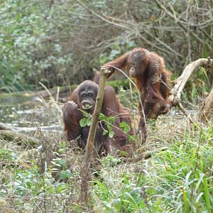 How to eat bramble leaves, Orangutan Island, December 2018