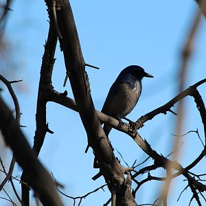 California Scrub-Jay