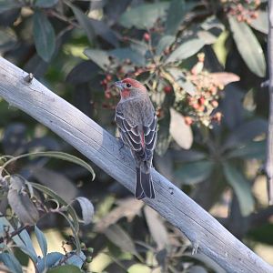 House Finch
