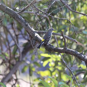 Yellow-rumped Warbler