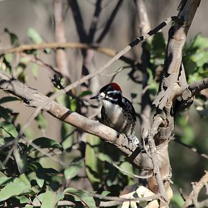 Nuttall's Woodpecker