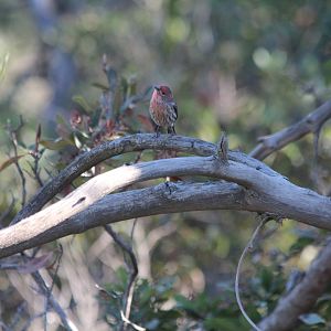 House Finch