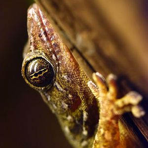 Thai gecko (Gekko petricolus)
