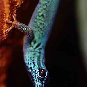 Turquoise Dwarf Gecko (Lygodactylus williamsi)