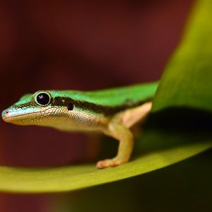 Island Day Gecko (Phelsuma nigristriata)