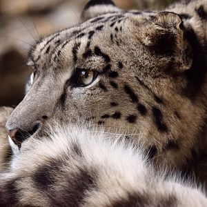 Snow leopard (Panthera uncia)