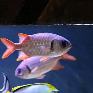 Pinecone Soldierfish