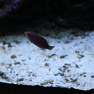 Six-Lined Wrasse