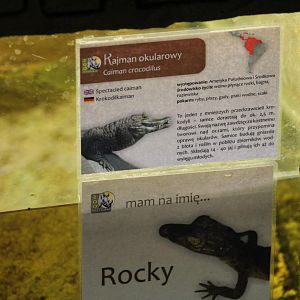 Spectacled Caiman Hatchling Sign