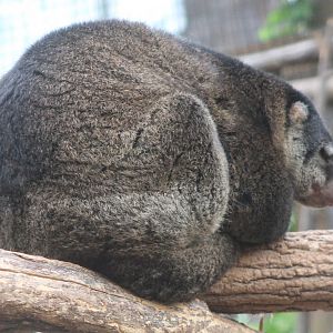 Bear cuscus
