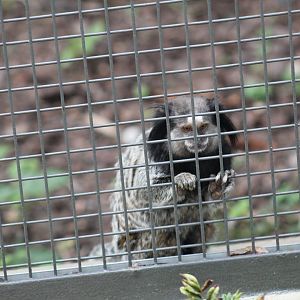 Black-Tufted Marmoset