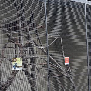 Red-Handed Tamarin Outdoor Enclosure
