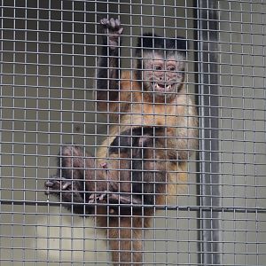 Brown Capuchin