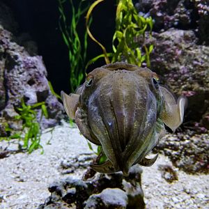 Cuttlefish at NEAQ